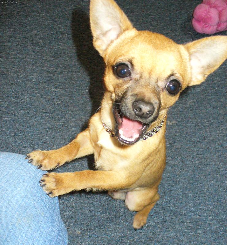 Foto: Nad�en� �ivav�k Fenri-Jee, ten n�hrdeln��ek mi ale slu�� co ?