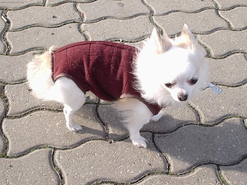 Foto: Charlie na vandru-V zim�