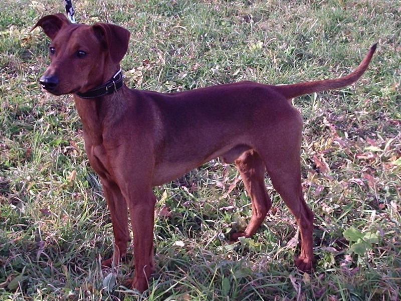 Foto: Ziki p�zuje-Na proch�zce