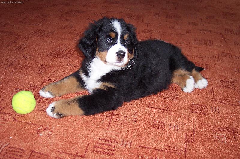 Foto: BERNIE kdy� byl je�t� �t���tko- 9 t�dn�