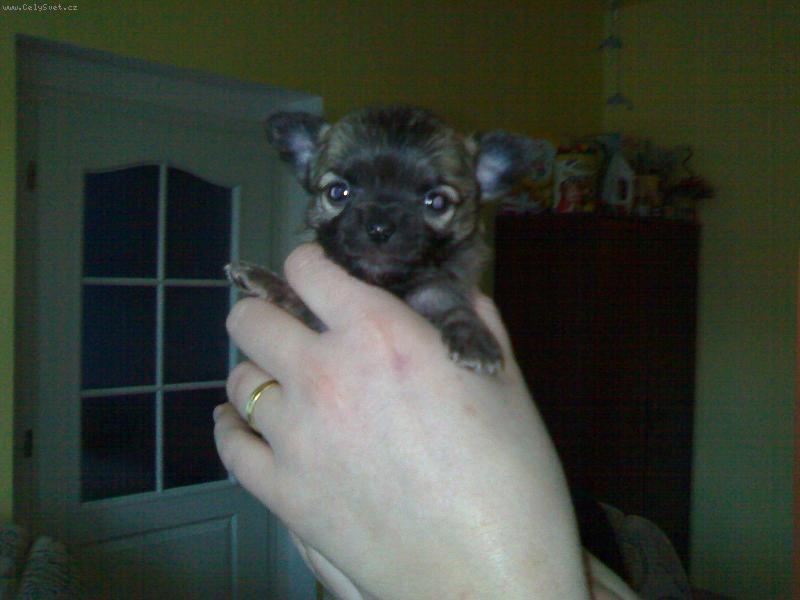 Foto: �ivav�tko-u� je ze mne velk� kluk