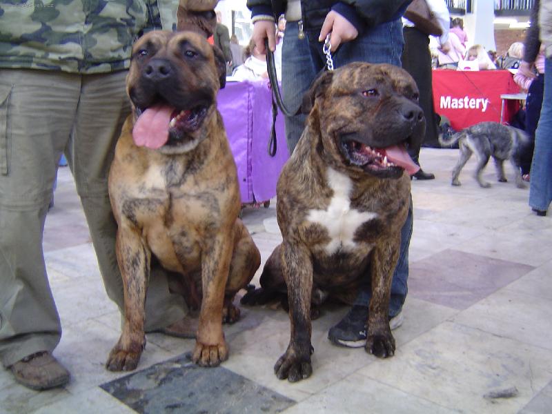 Foto: V�stava Olomouc 2007-zleva:Keno Chamjan,Big Boss Carlson\'s Bull