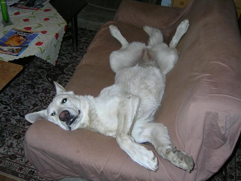 Foto: tak si p�edstavuji veget!!!-Kari Spice Miraja