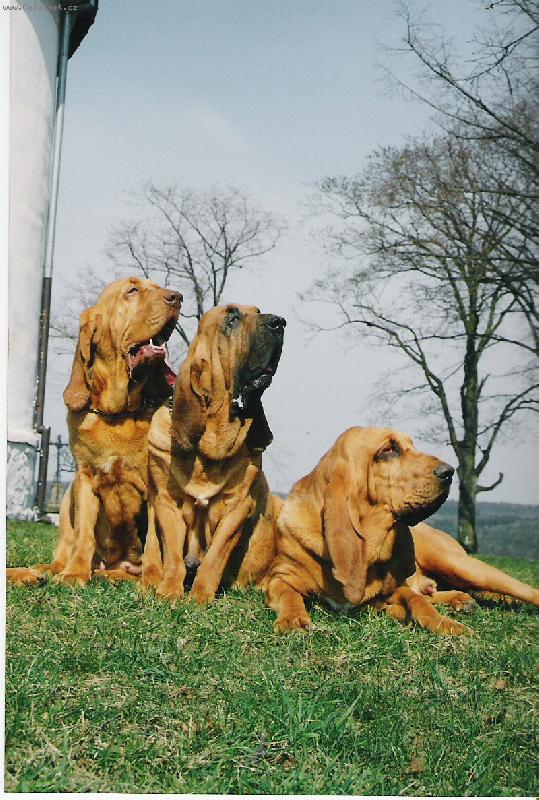 Foto: Ch. stanice ISEB-Pretty Woman, Yvett  a Yazoo - Zdenek