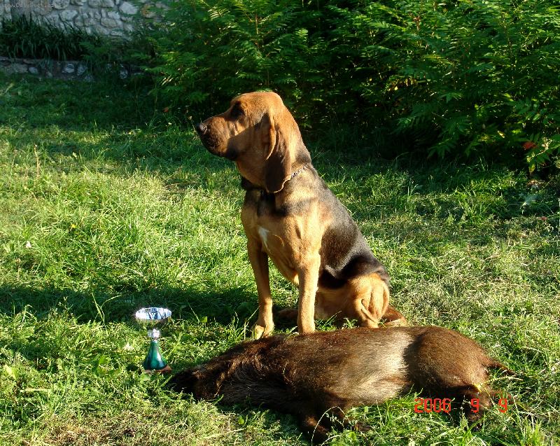 Foto: Joey Ears Hound - BZH I.cena CACT-tak� jsem na�el pras�tko a dokonce jsem byl nejlep�� (viz.chov.stanice ISEB)