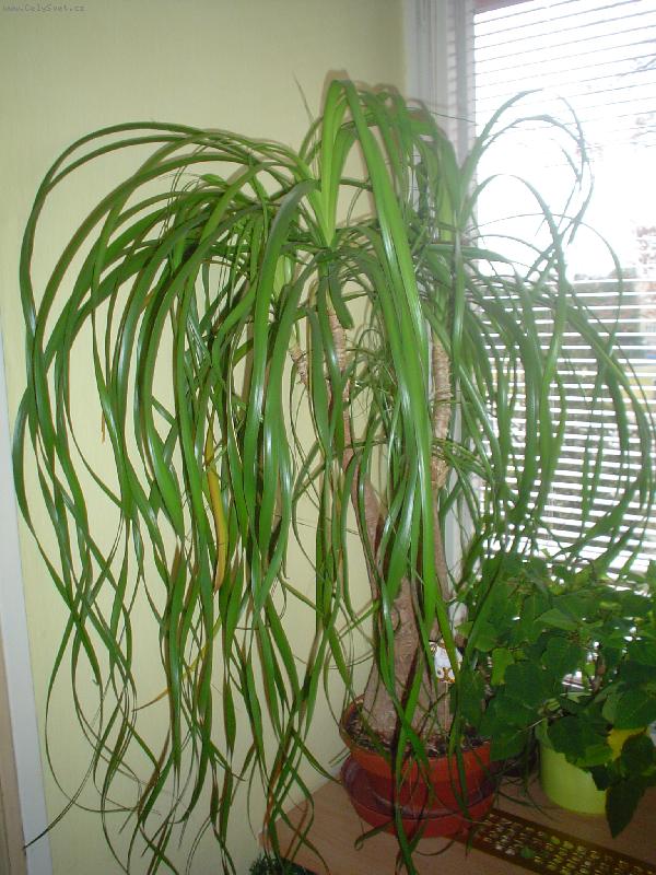 Foto: moje kv�tinka-moje kv�tinka