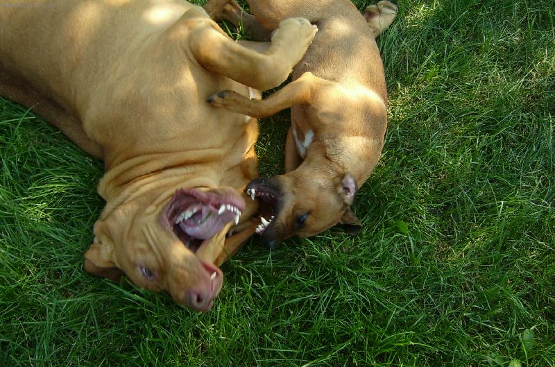 Foto: ISEB CS-...kdo m� v�t�� zuby