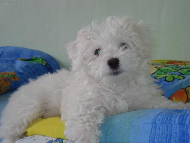 Foto: princezna na hr�ku