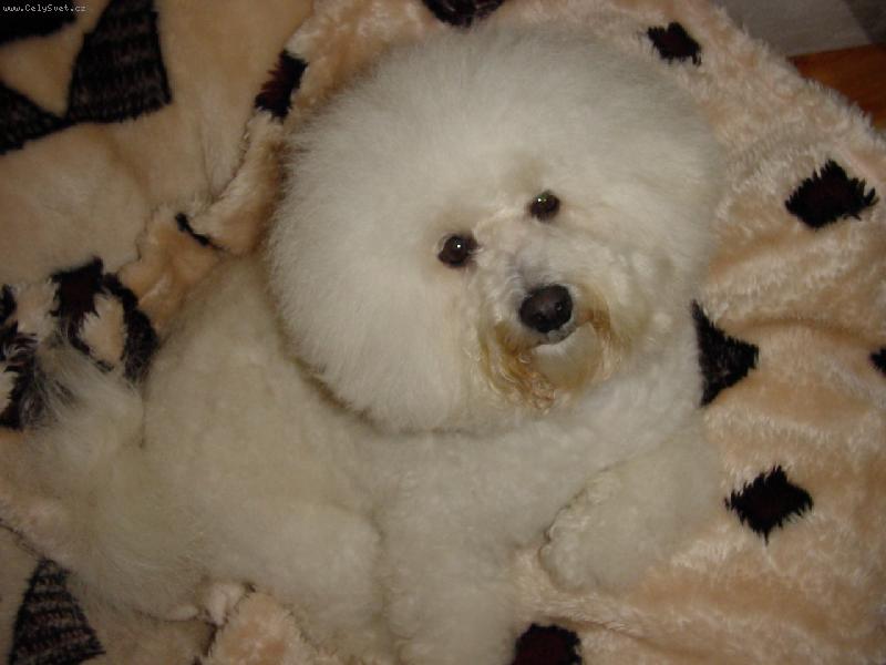 Foto: Ad�rek doma-Ad�rek