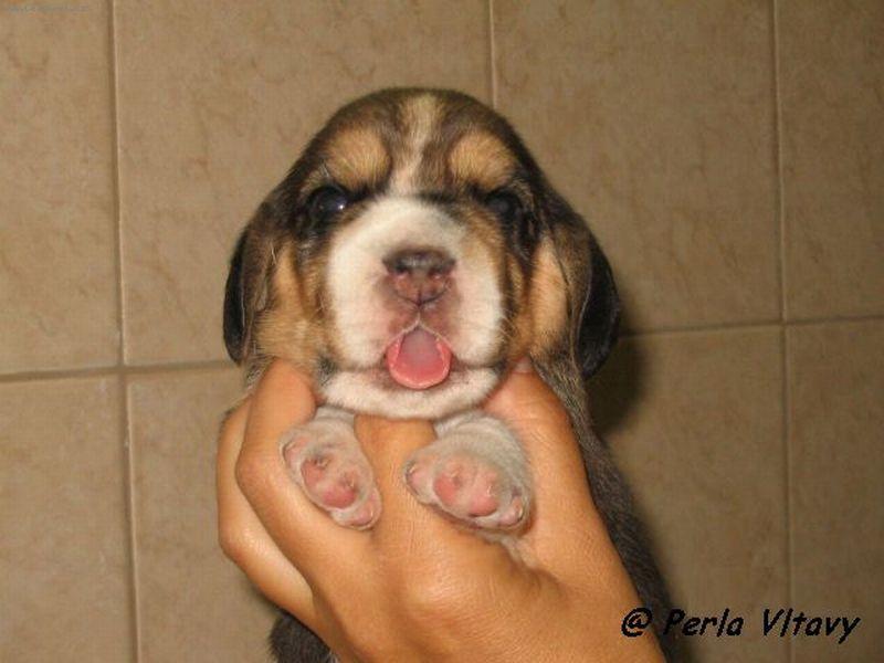 Foto: To m�m kr�sn� jaz��ek, �e?