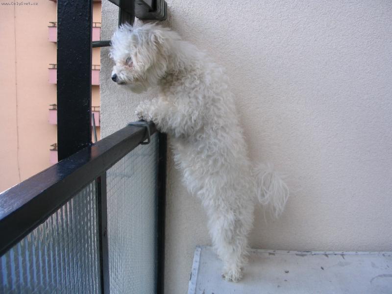 Foto: SISI-Ja nie som zvedav�, len pozer�m �i s� vonku moji kamar�ti...