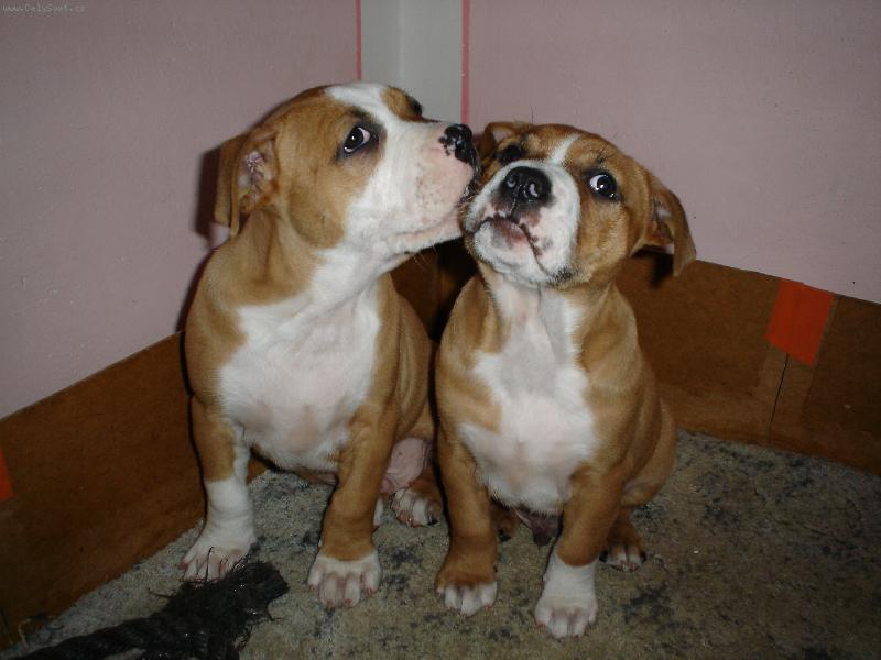 Foto: ��e�ata-Perl�ci