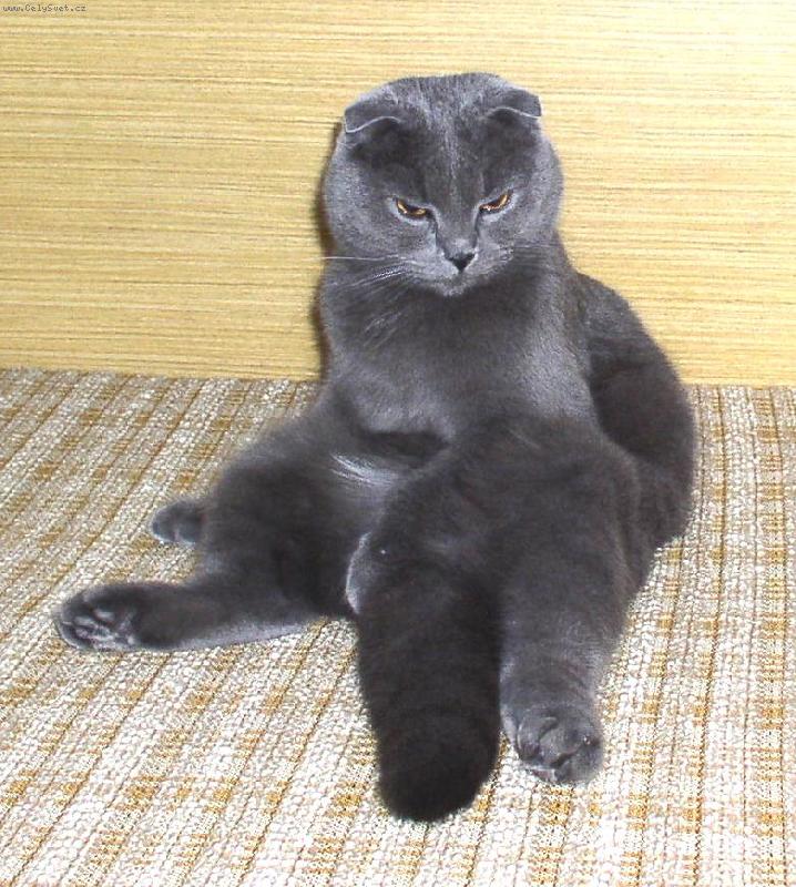 Foto: skotsk� klapouch� modr�-obl�ben� posed