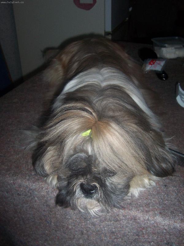 Foto: spim , dobrou noc-Akim Tibetsk� sk��tek