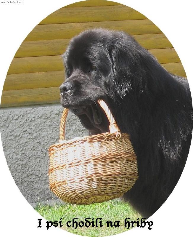 Foto: I psi chodili na houby...-Z dovolen� v Ji�n�ch �ech�ch roku 2006
