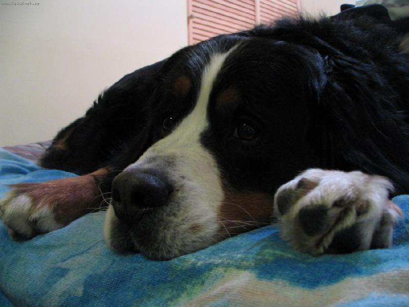 Foto: Az�k na gauci...-www.azor.euweb.cz