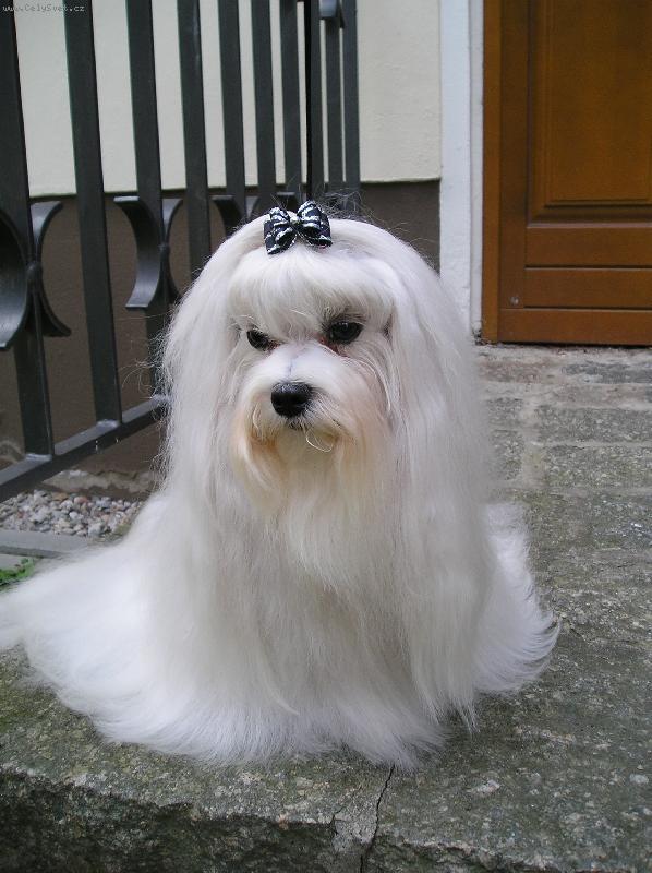 Foto: CMOKY PLEASURE OF FRIENDSHIP