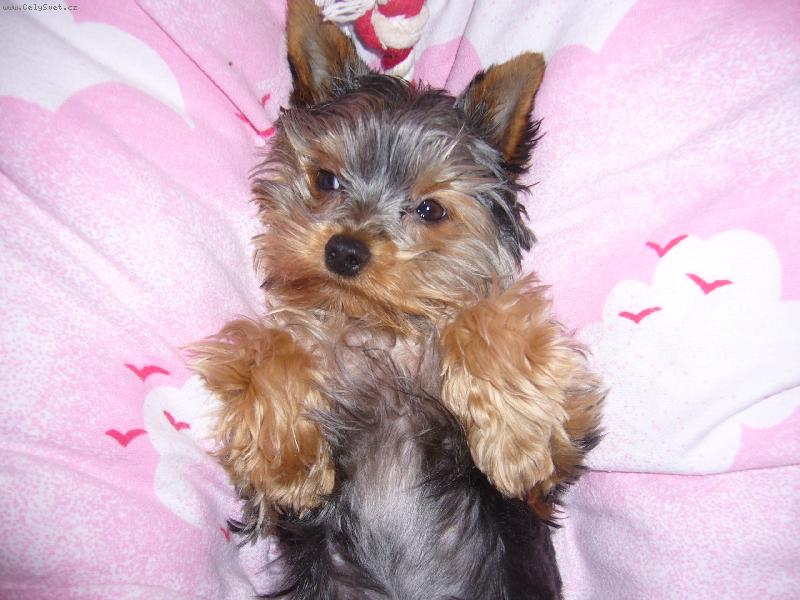 Foto: hm to je pohodlna perina :-)