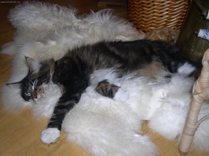 Foto: Kocourek Bruno 6 m�s.-To se to spink�