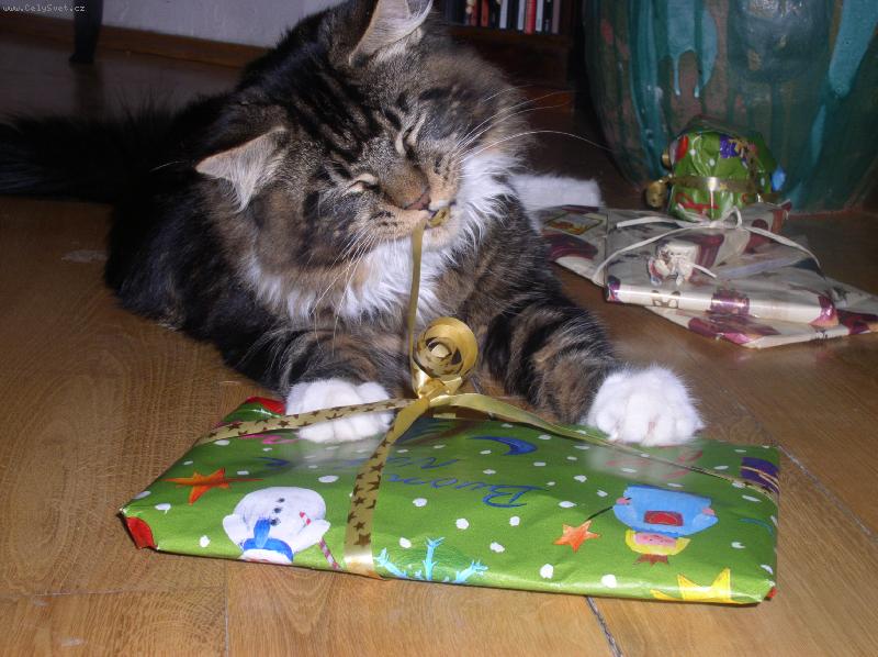 Foto: Kocourek Bruno 9 m�s.-Tak co jsem to dostal ?
