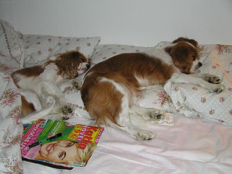 Foto: Katka-�ten� �asopisu Katka je zmohlo