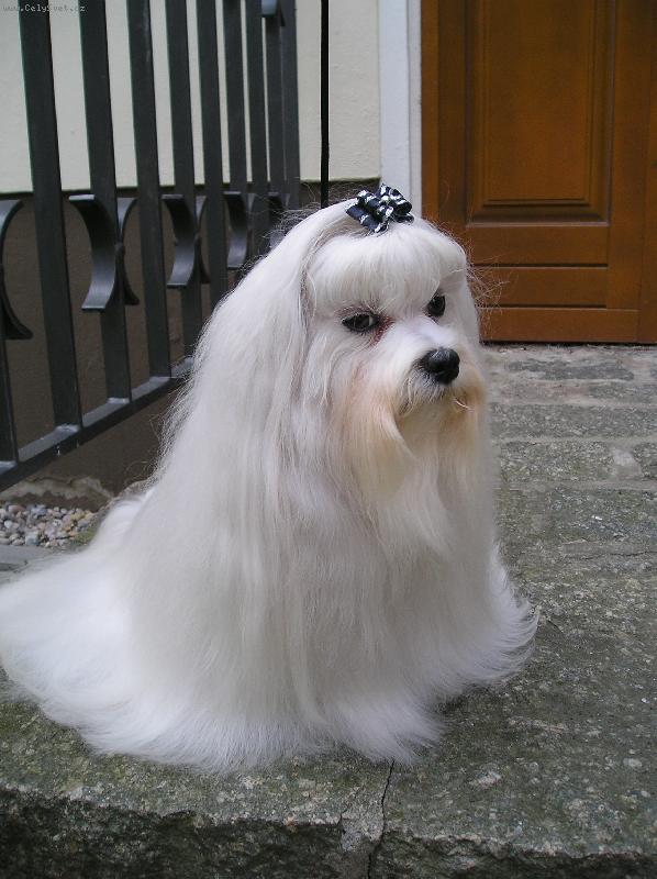 Foto: CMOKY-MCH.CMOKY PLEASURE OF FRIENDSHIP