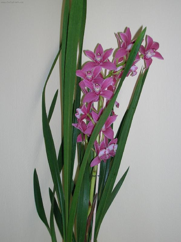 Foto: d�rek k Valent�nu-n�dhera