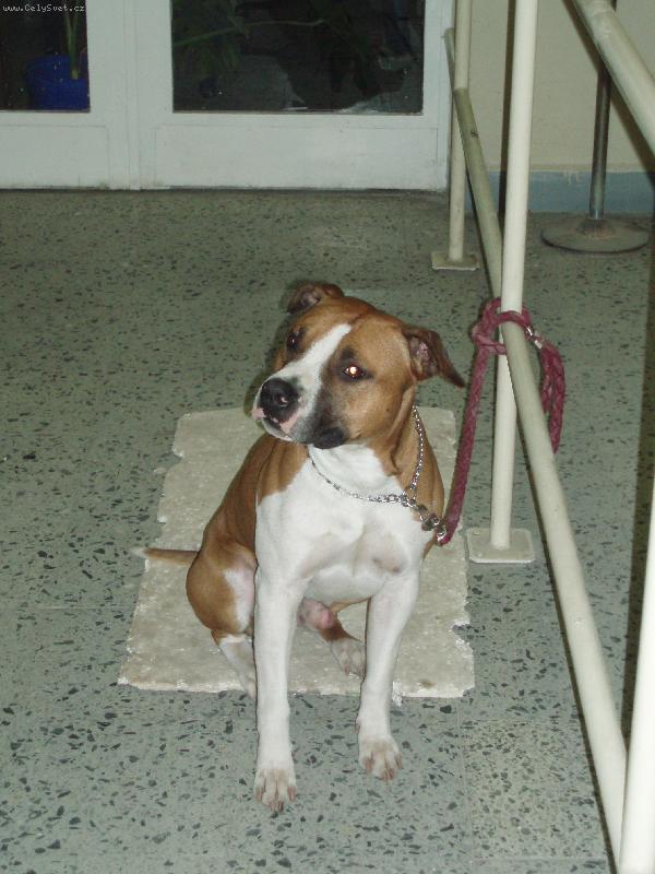 Foto: Paris-moje zlat�