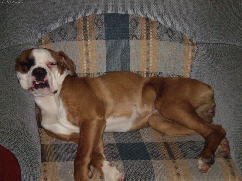 Foto: Baru�ka chrn�-Baru�ka chrn�