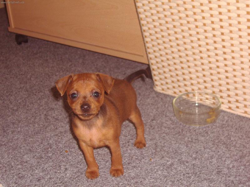 Foto: Mil��ek Fanny-jsem tady prvn� den a u� m� milujou