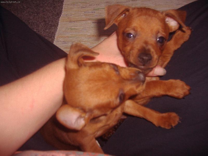 Foto: Fanny s br�kou