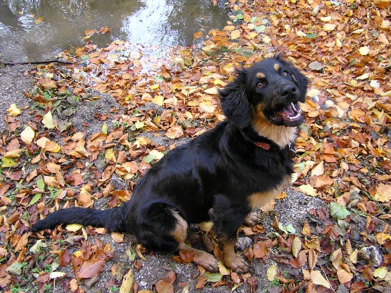 Foto: Berry z Albrechtick� samoty-Berry & podzim