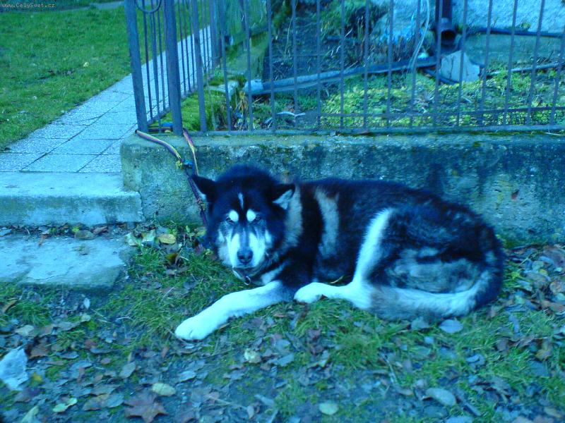 Foto: kamarat-je to pritulni pes