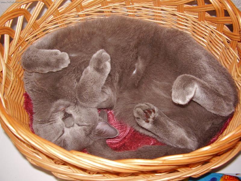 Foto: Ko�ka v ko��ku :)-Filinka