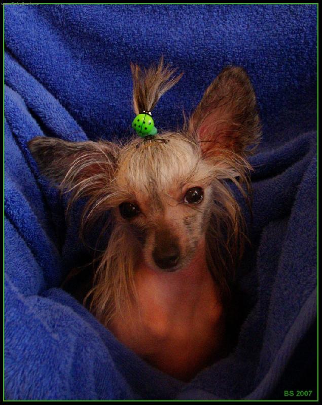 Foto: Alhaque Falun Dafa-Hakulka po koup�n� - 6. m�s�c�