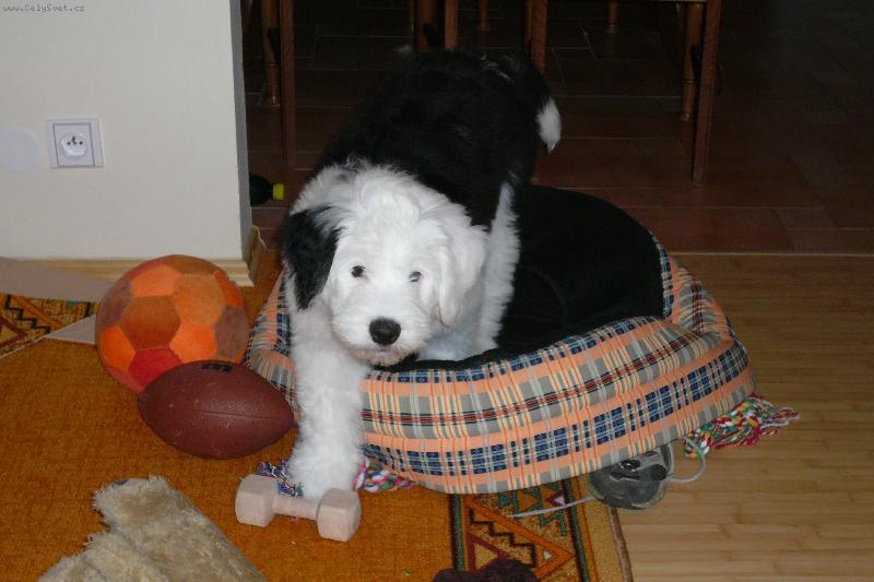 Foto: �t�n� bobtaila-�t�n� bobtaila