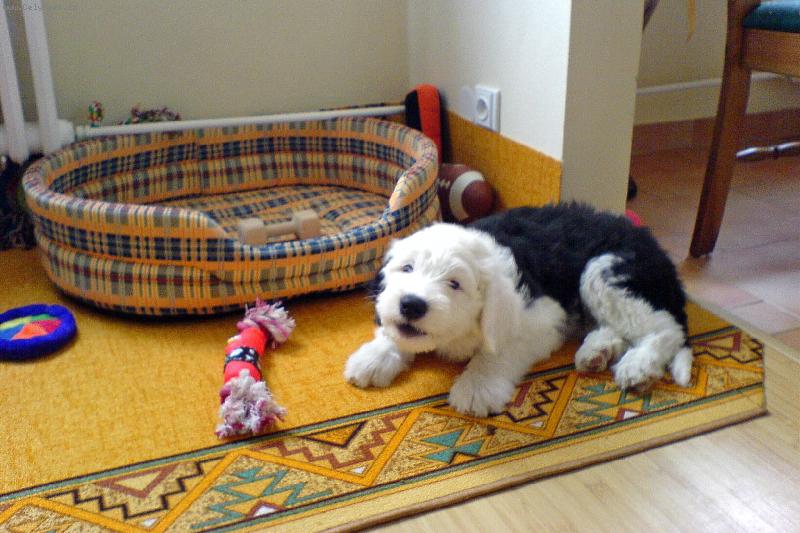 Foto: �t�n� bobtaila-�t�n� bobtaila