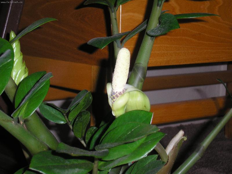 Foto: KVETOUC� ZAMIOKULKAS