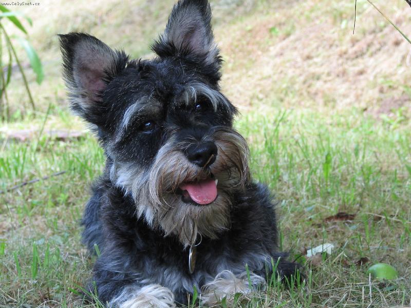 Foto: Ben�sek-siesta na zahrad�