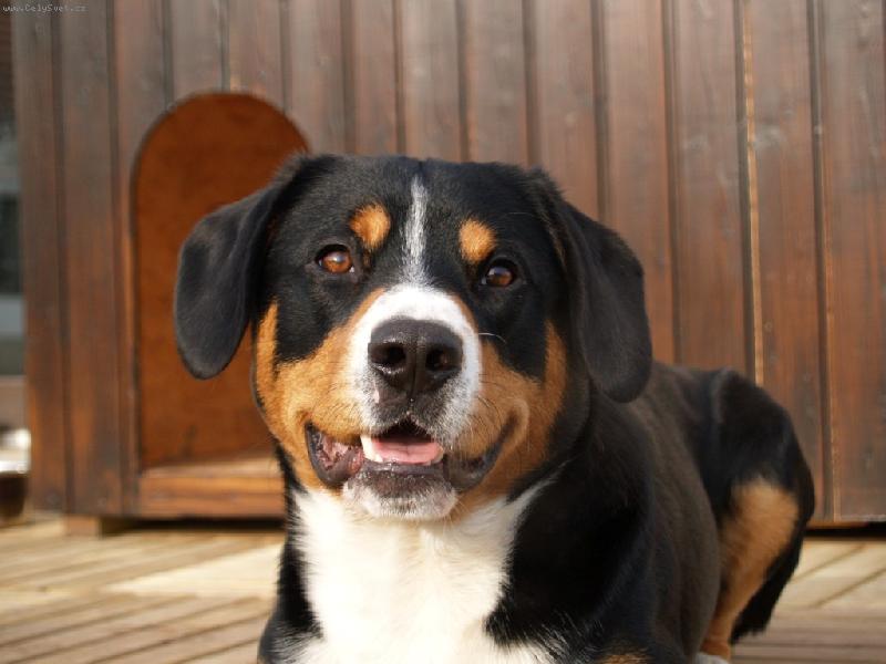 Foto: Argus Novaboon Paradise-spokojen� Argo