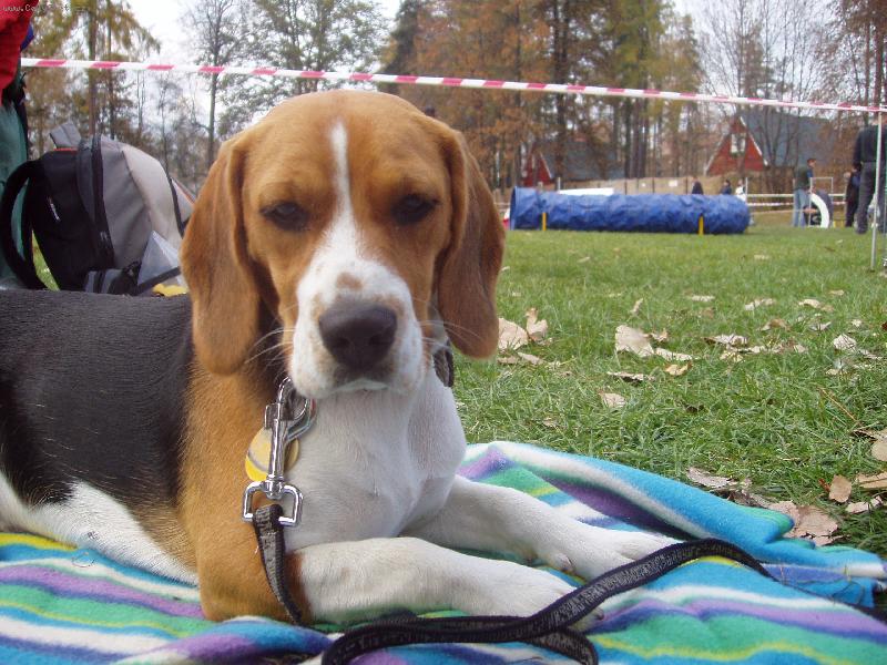 Foto: Biggy-Unaven� b�gl po behu