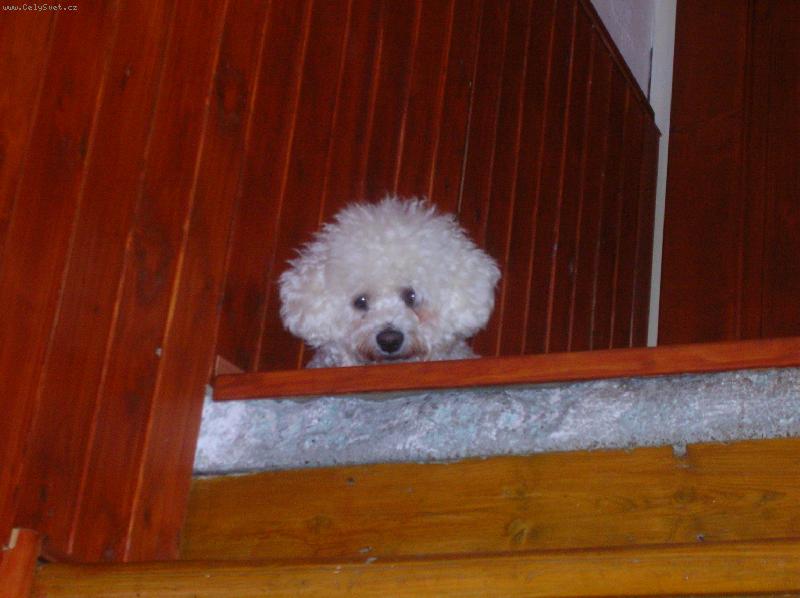 Foto: Janynka na schodech-kuk!