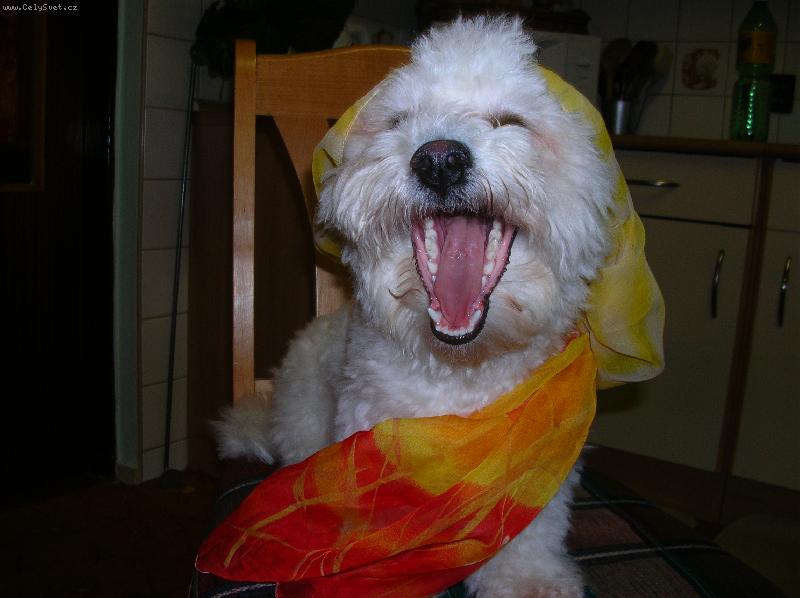 Foto: Vendy se r�da sm�je-to je legrace!