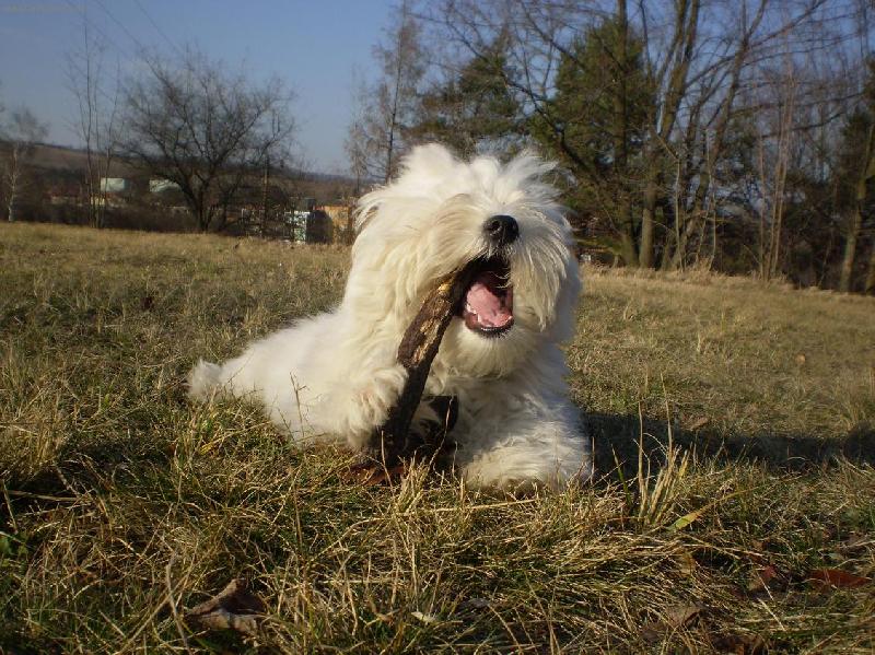 Foto: To jsem si na�el hezk� klac�k:)-Monty venku