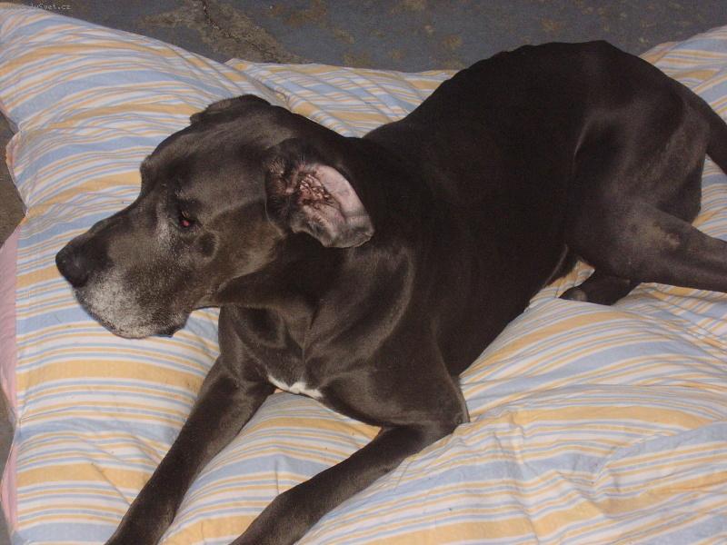 Foto: Doga Burbon-no Doga burbon ale u� um�el