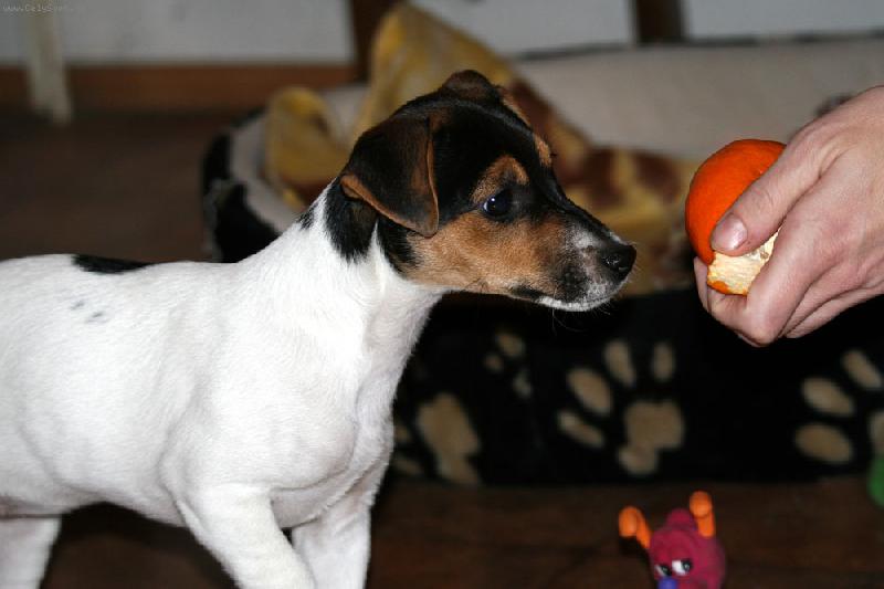 Foto: Dej mi taky-Na�e Jackie �ere �pln� v�echno.