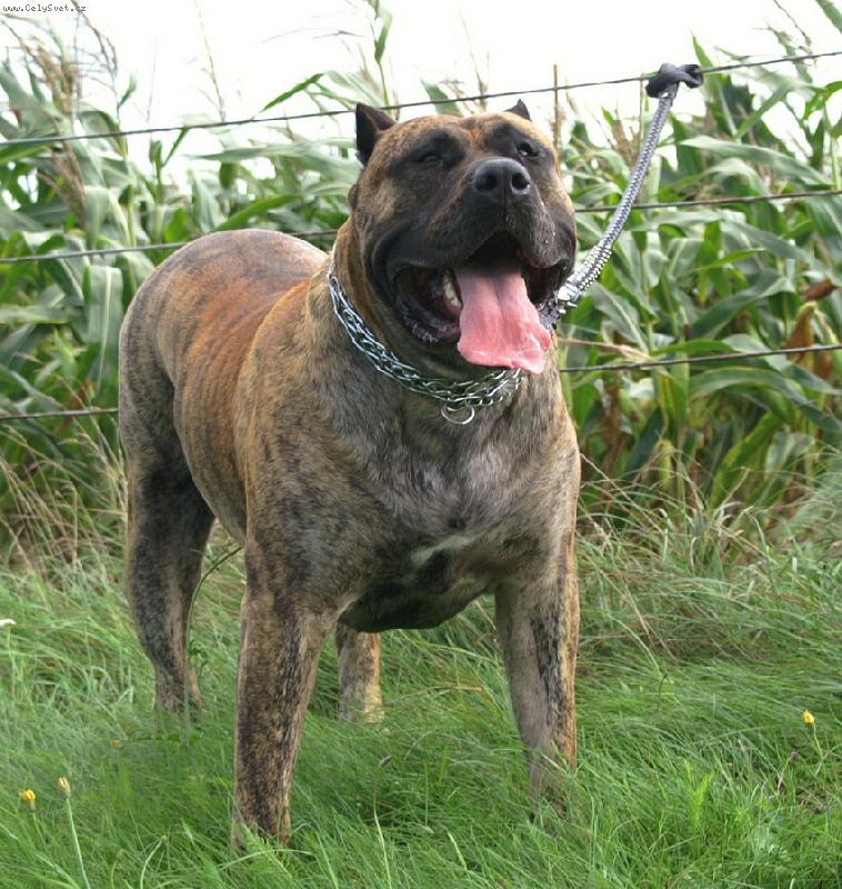 Foto: dogo canario-BICHO XANTI LAND CH.PL