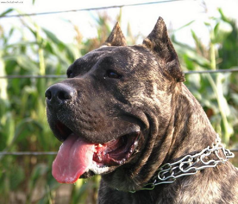 Foto: dogo canario-TAHORA Tajemnica mistrza