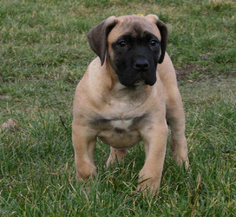 Foto: dogo canario/www.dogo-dogo.pl-GUAPPA  GUANCHOS