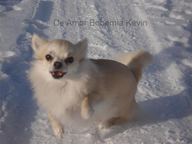 Foto: ,,Hr�tky ve sn�hu!\"